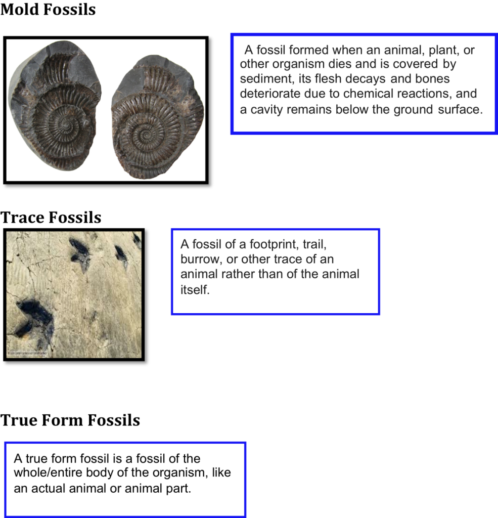 fossiletypes